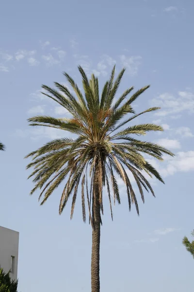 Palmy tropikalne — Zdjęcie stockowe