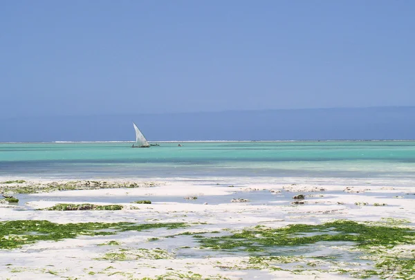 Low tide Zanzibar — Stock Photo, Image