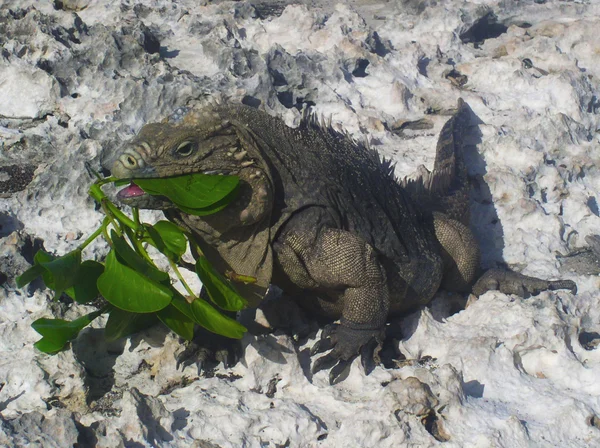 Farina di iguana — Foto Stock