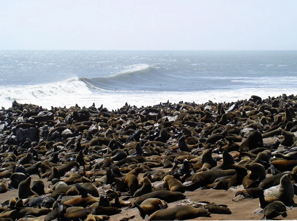 stock image Sea lions sleeping by the ocean