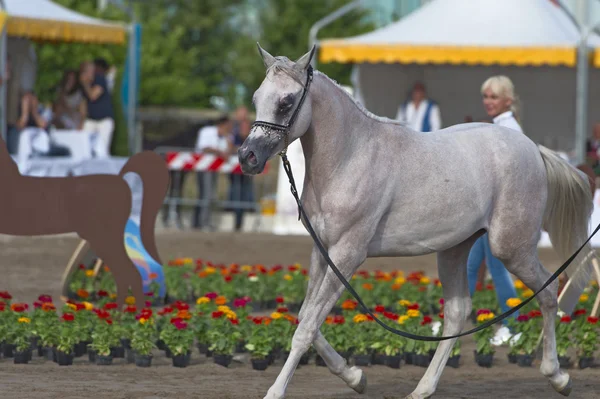 Arabian horse show v salerno — Stock fotografie