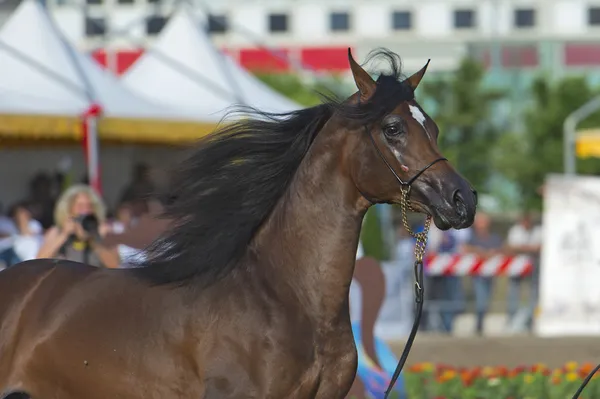 Espectáculo de caballos árabes en Salerno —  Fotos de Stock