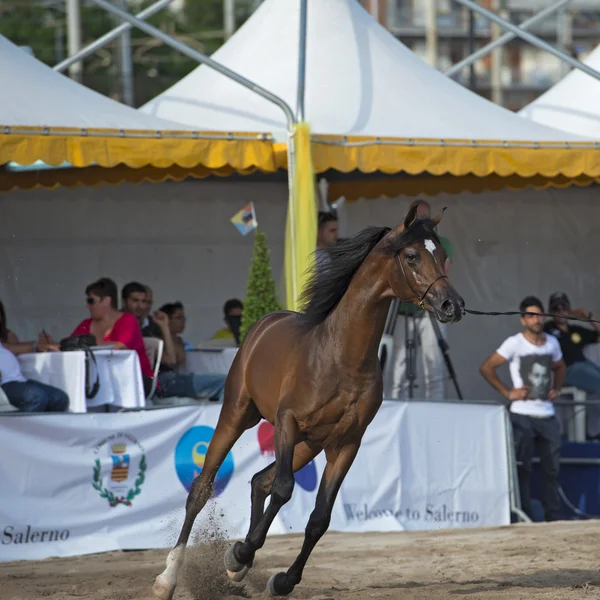 Espectáculo de caballos árabes en Salerno — Foto de Stock