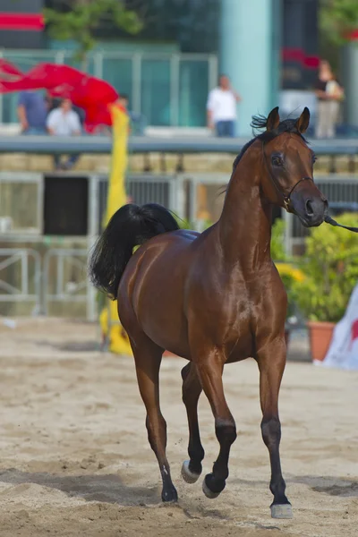 Arap atı gösteri Salerno — Stok fotoğraf