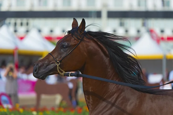 サレルノのアラビアの馬ショー — ストック写真