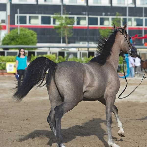 Espectáculo de caballos árabes en Salerno —  Fotos de Stock