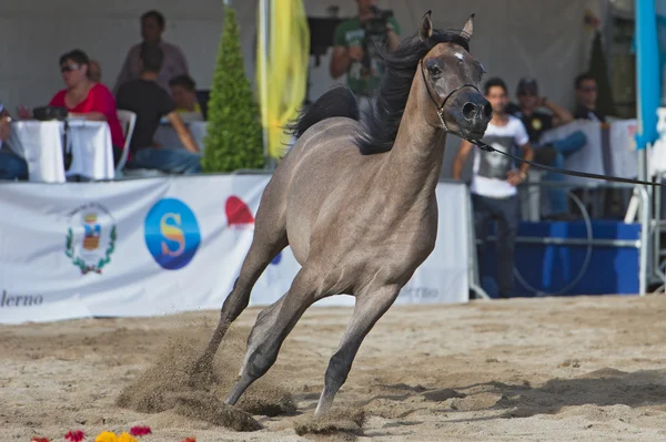 Show de cavalos árabes em Salerno — Fotografia de Stock