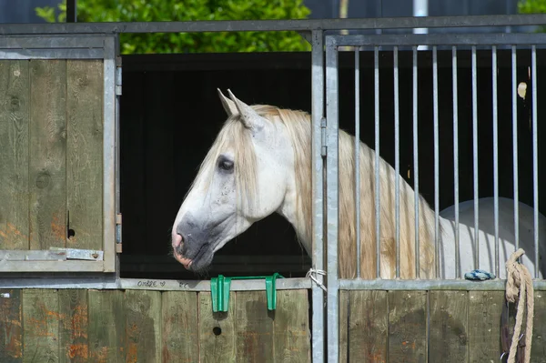 Арабская выставка лошадей в Салерно — стоковое фото