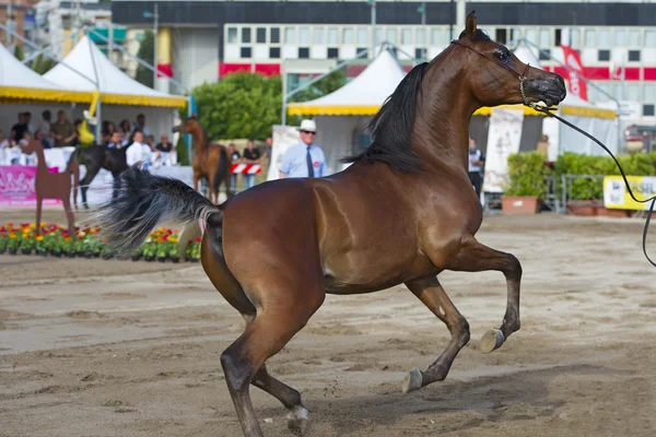 Spettacolo di cavalli arabi a Salerno — Foto Stock