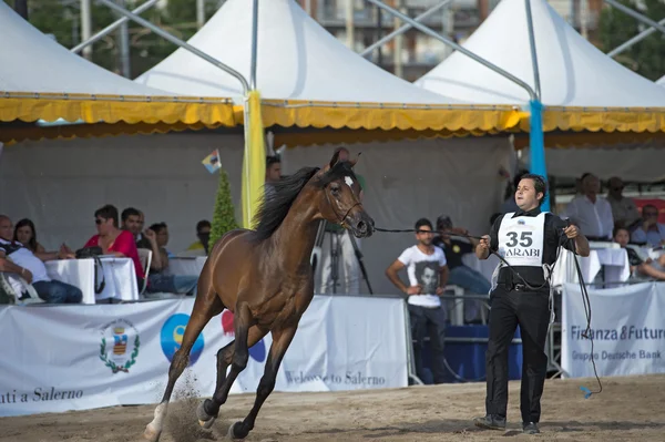 Arabian horse show in Salerno — Stock Photo, Image
