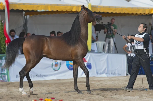Pokaz koni arabskich w salerno — Zdjęcie stockowe