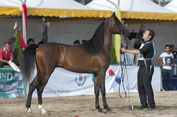 Arabische paard Toon in salerno — Stockfoto