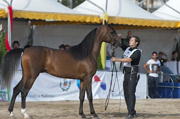 Arabian horse show in Salerno — Stock Photo, Image