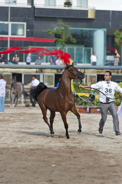 Arabian horse show i salerno — Stockfoto