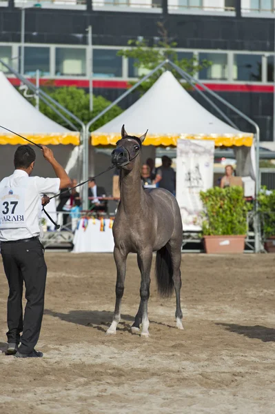 Arabian horse show v salerno — Stock fotografie