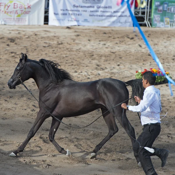 Έκθεση Arabian Horse στο Σαλέρνο — Φωτογραφία Αρχείου