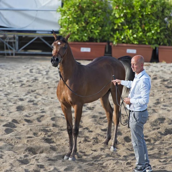 Espectáculo de caballos árabes en Salerno — Foto de Stock