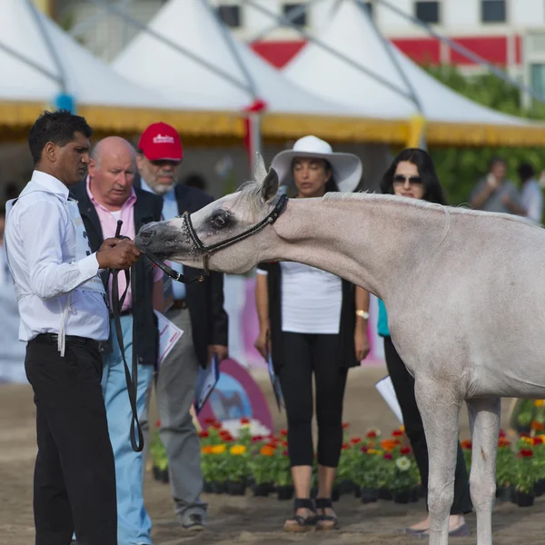 Arabian horse show i salerno — Stockfoto
