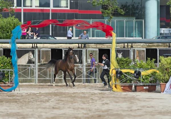 Spectacle équestre arabe à Salerne — Photo