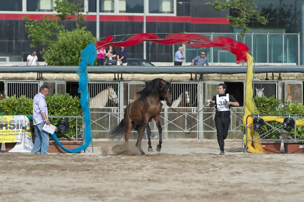 Show de cavalos árabes em Salerno — Fotografia de Stock