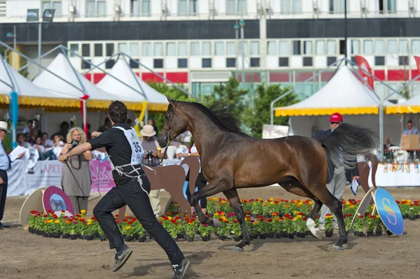 Arabische paard Toon in salerno — Stockfoto