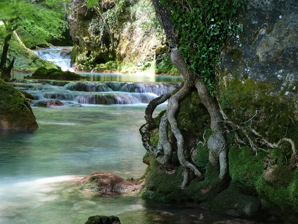 Rötter och vattenfall — Stockfoto