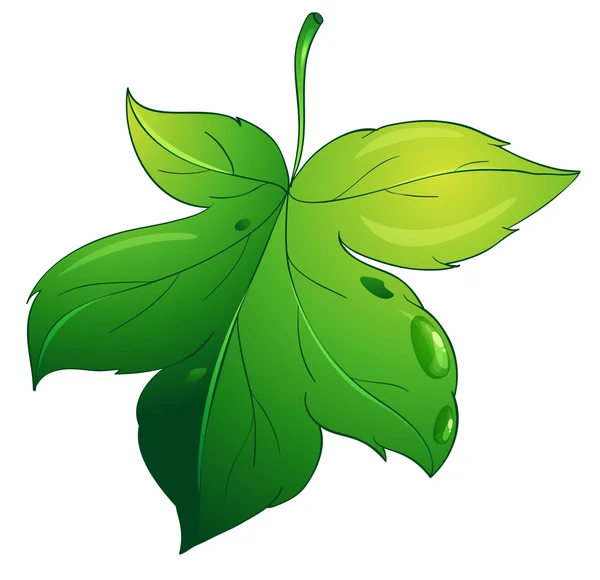 Leaf — Stock Vector