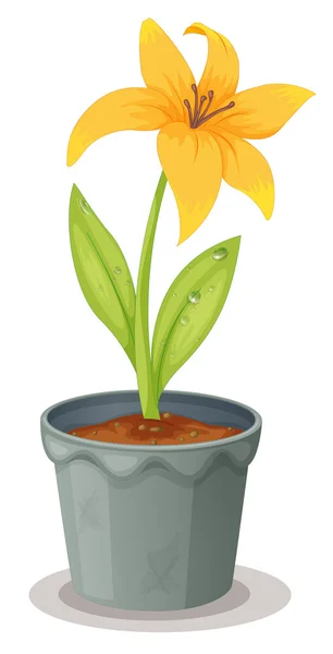 Daffodil in a pot — Stock Vector