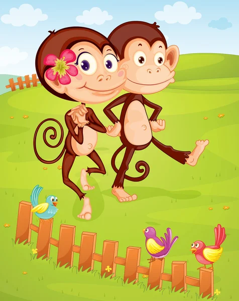 Two monkeys — Stock Vector