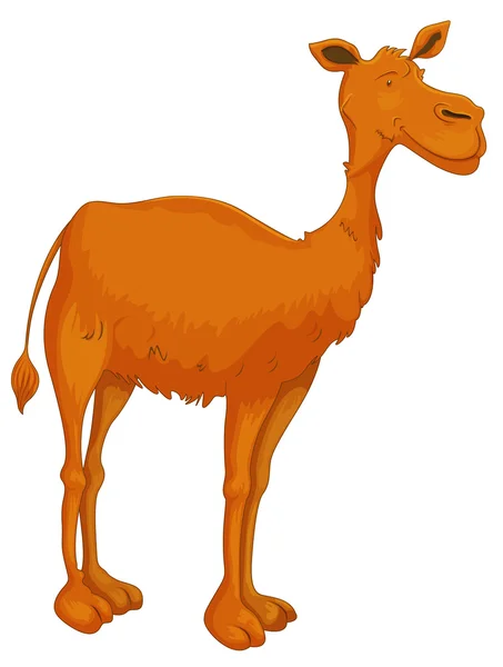 Καμήλα — Διανυσματικό Αρχείο
