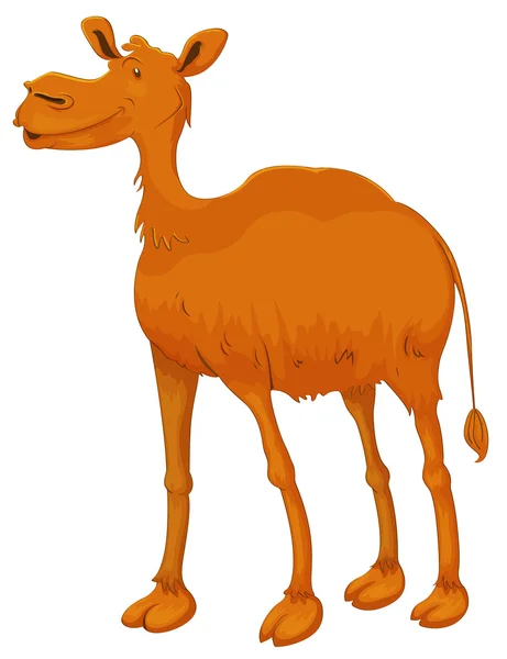 Верблюд — стоковый вектор