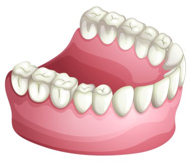 Denture clipart