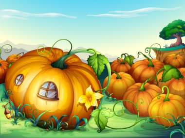 pumpkins clipart