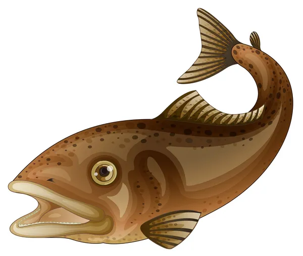 Trout illustration — Stock Vector