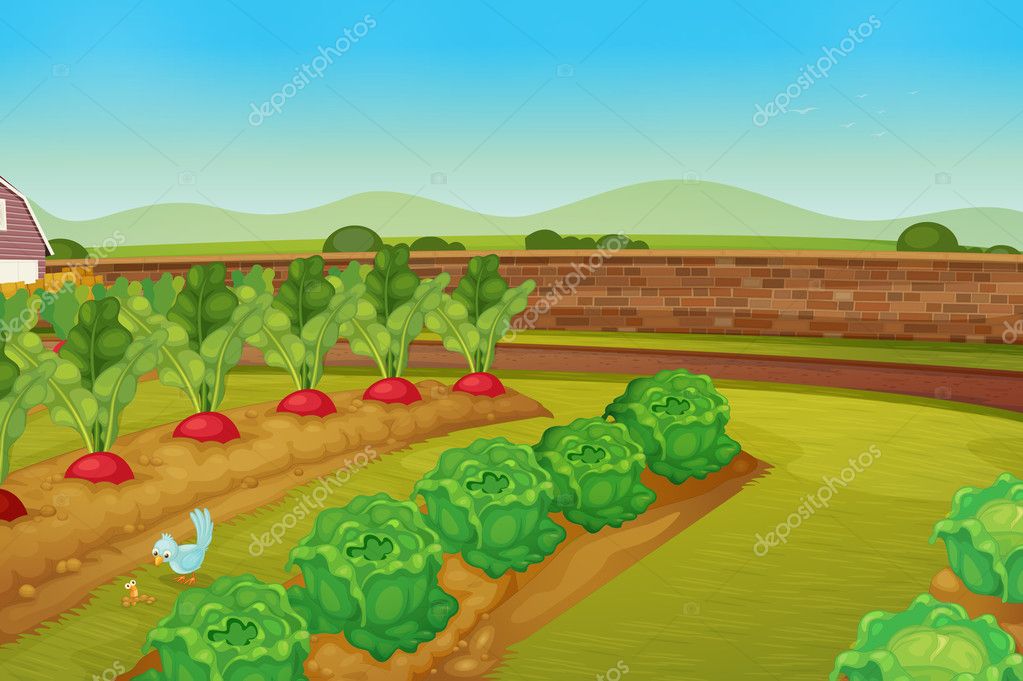 Garden Stock Vector Image By, Vegetable Garden Images For Drawing