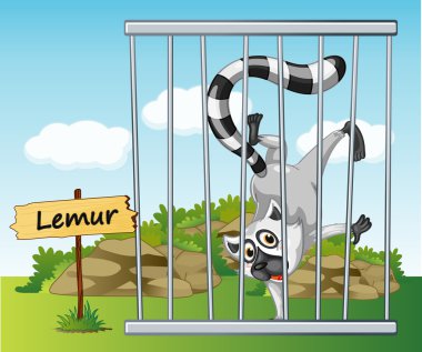 Lemur kafes içinde