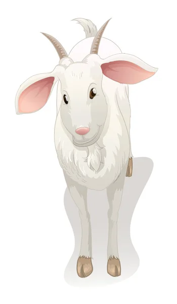 Goat — Stock Vector