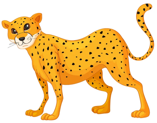 Gepard — Stockový vektor