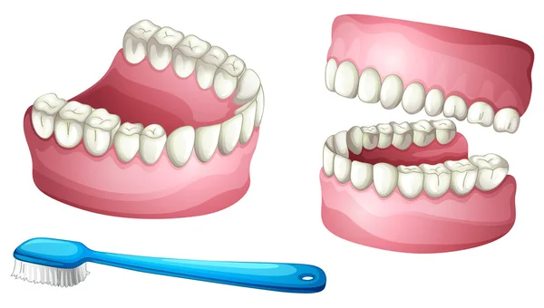 Prothese und Zahnbürste — Stockvektor