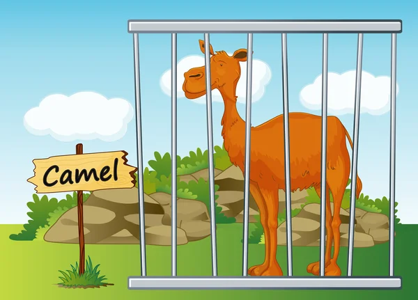 Camel in cage — Stock Vector