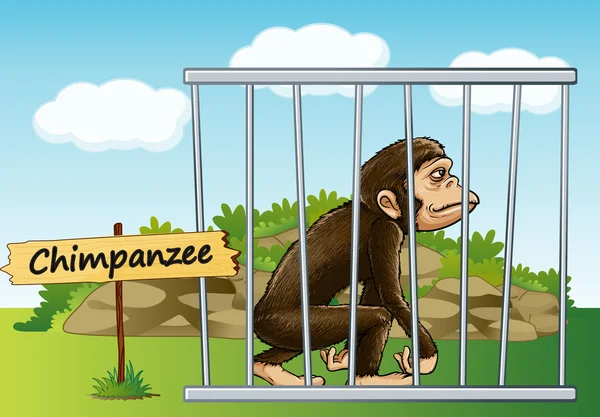 Chimpanzé na gaiola — Vetor de Stock