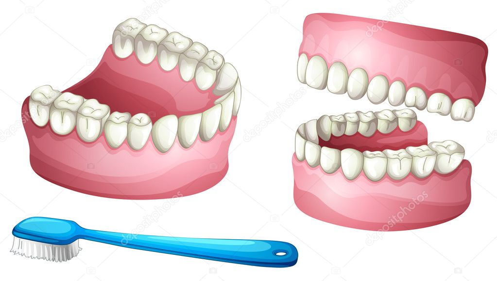 Denture and tooth brush
