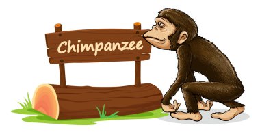 chimpanzee and name plate clipart