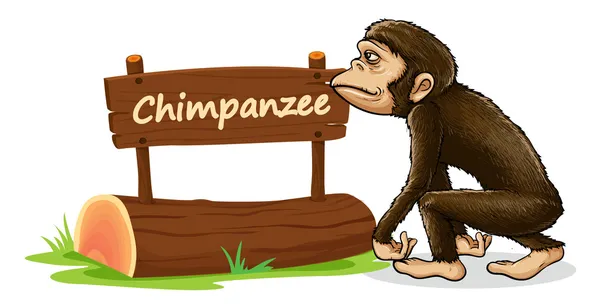 Chimpanzé e placa de identificação — Vetor de Stock