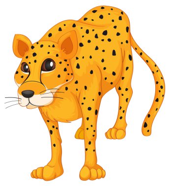 Çita.