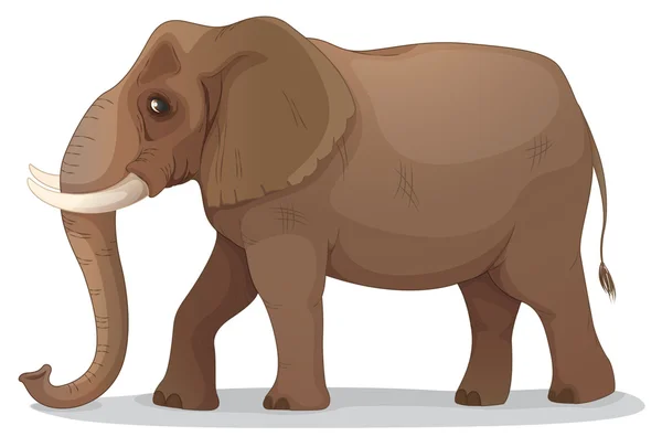 Elefantti — vektorikuva