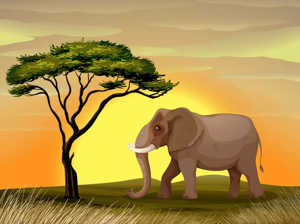 Bir ağacın altında fil — Stok Vektör