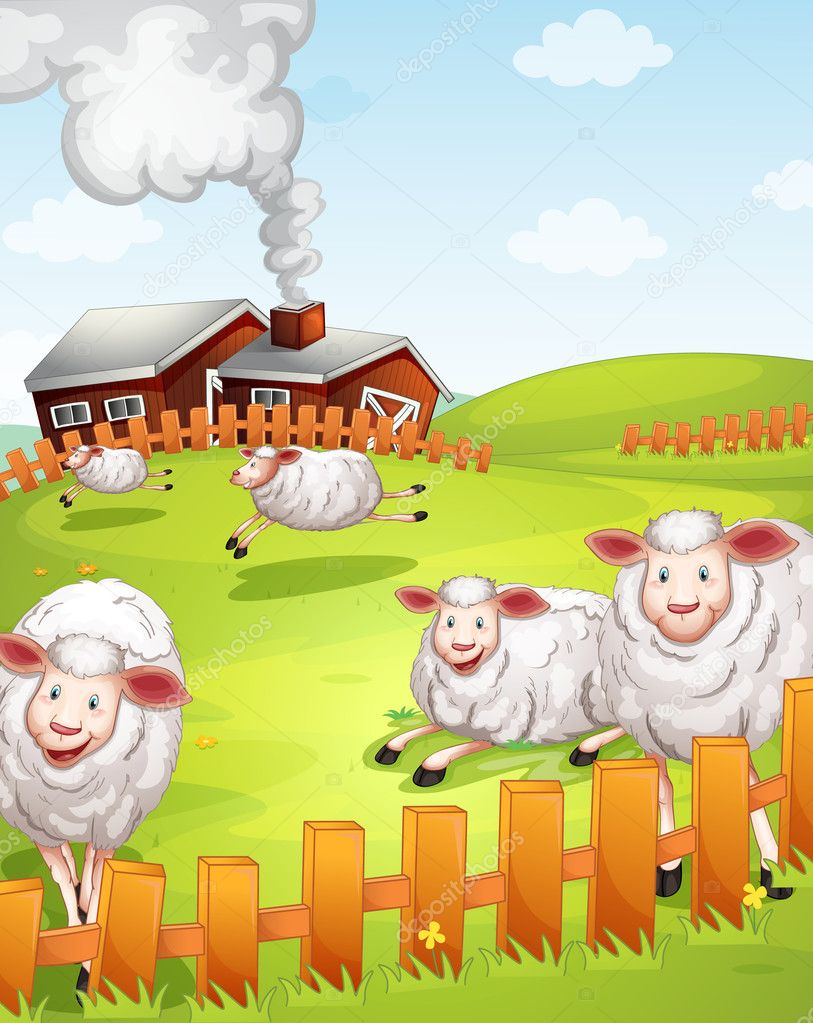 sheeps in the farm
