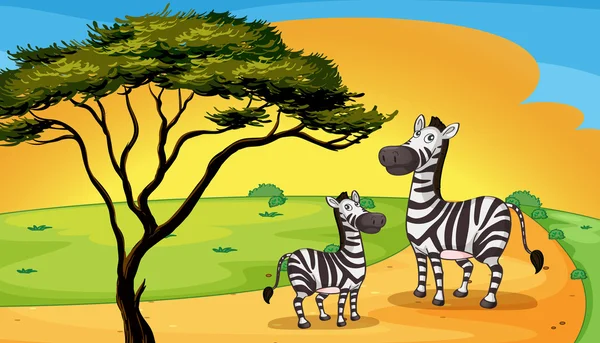 Two zebra under tree — Stock Vector