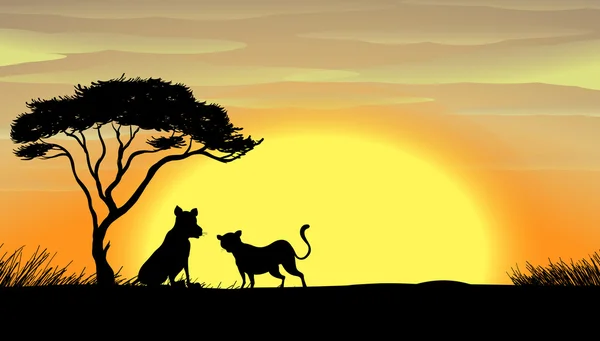 Coucher de soleil en Afrique — Image vectorielle